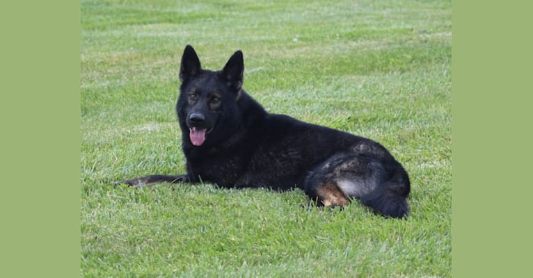 Arek, a German Shepherd Dog tested with EmbarkVet.com