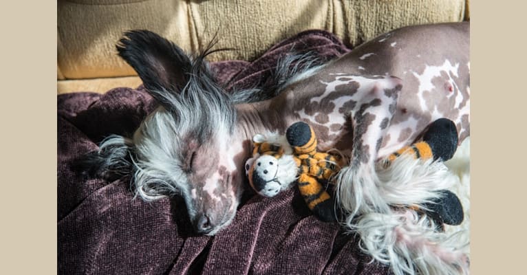 Pepper, a Chinese Crested tested with EmbarkVet.com