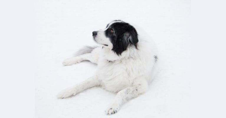 Sasha, a Great Pyrenees and Labrador Retriever mix tested with EmbarkVet.com