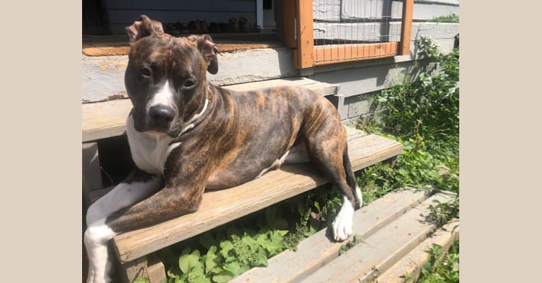 Fiona, an American Bully and American Pit Bull Terrier mix tested with EmbarkVet.com