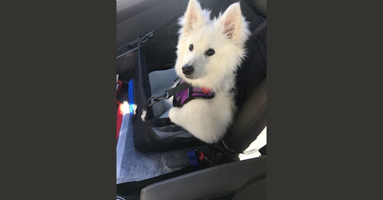 Fae, an American Eskimo Dog tested with EmbarkVet.com