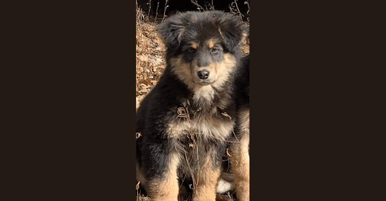 WINSTON, a German Shepherd Dog and Labrador Retriever mix tested with EmbarkVet.com