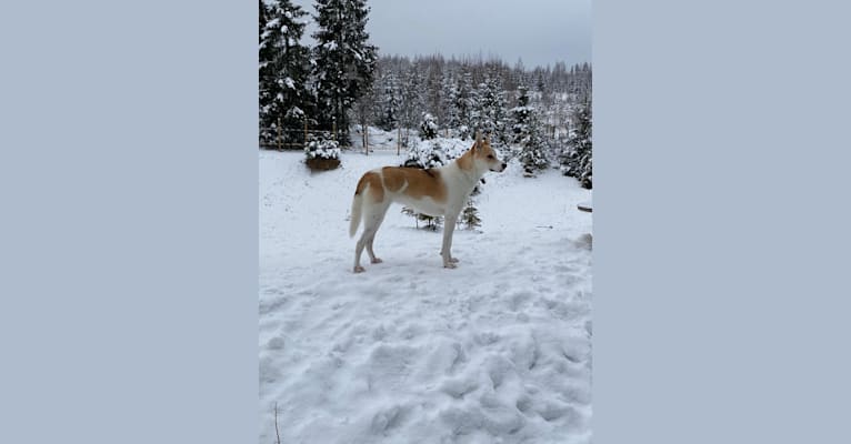 Taika, an Eastern European Village Dog tested with EmbarkVet.com