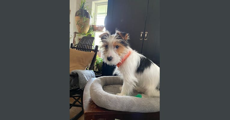 Wren, a Yorkshire Terrier tested with EmbarkVet.com
