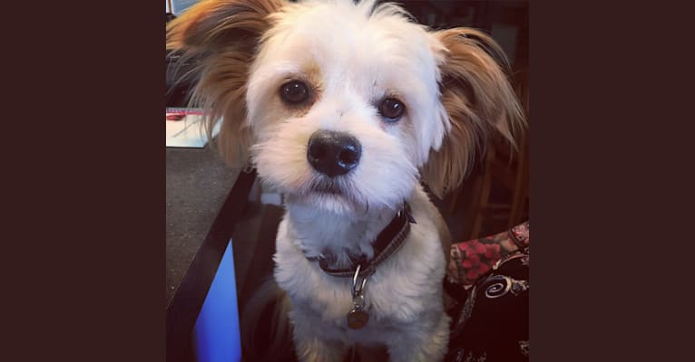 Papillon lhasa apso mix top