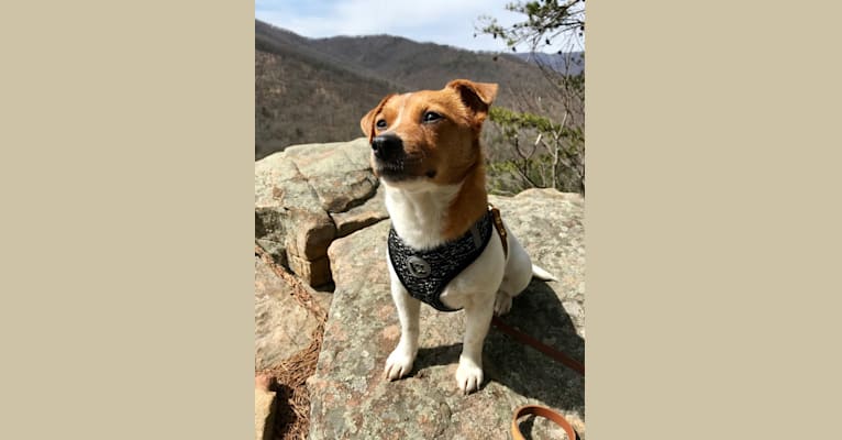 Photo of Reese, a Russell-type Terrier, Yorkshire Terrier, Chihuahua, and Beagle mix in Virginia, USA