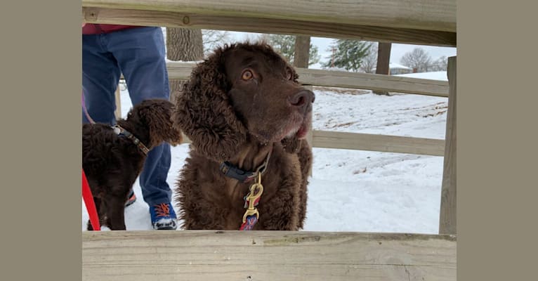 Dorrie, an American Water Spaniel tested with EmbarkVet.com