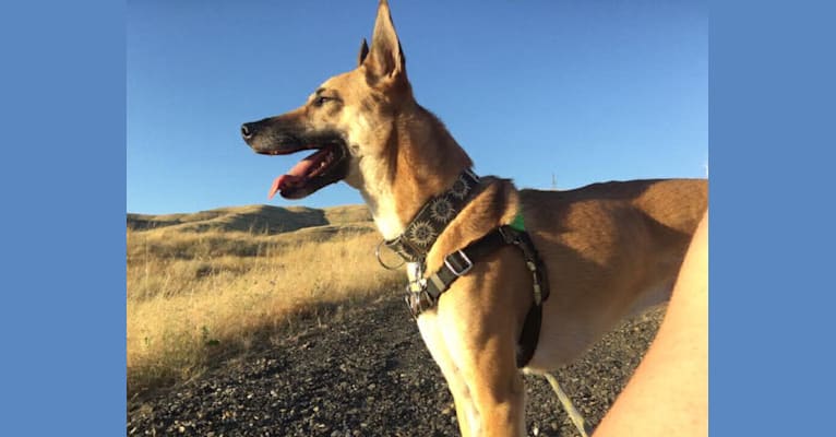 Raleigh, a Formosan Mountain Dog tested with EmbarkVet.com