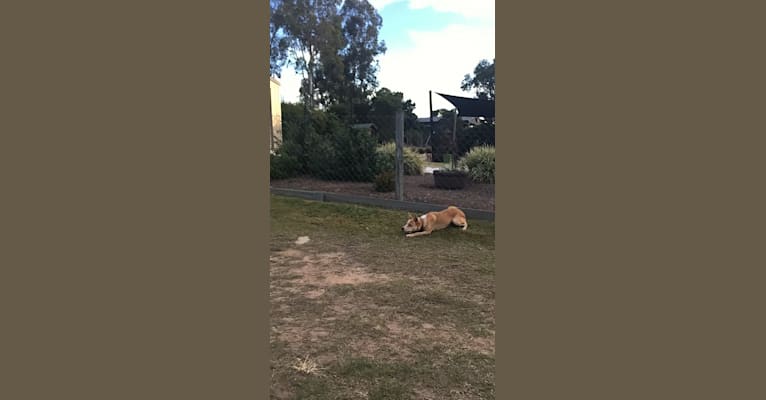 Photo of Chamonix, an Australian Cattle Dog, Australian Kelpie, Border Collie, and Mixed mix in Australia