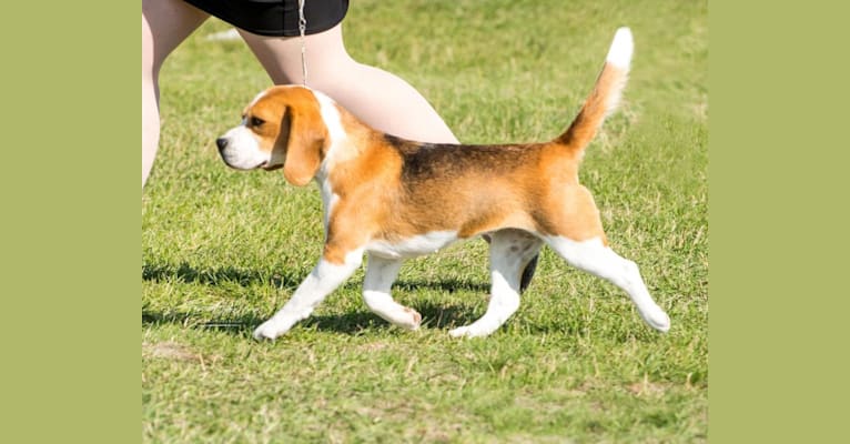 Photo of ILY, a Beagle  in Thunder Bay, ON, Canada