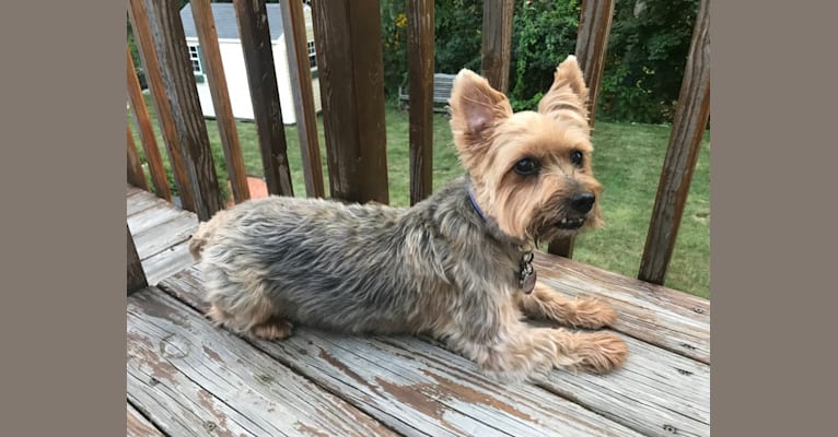 Riley, a Silky Terrier tested with EmbarkVet.com