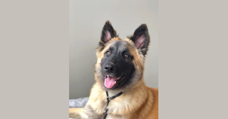 Embark Dog Dna Test Breed