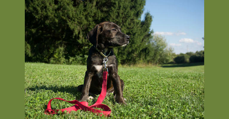 Quinn, a Golden Retriever and Boston Terrier mix tested with EmbarkVet.com