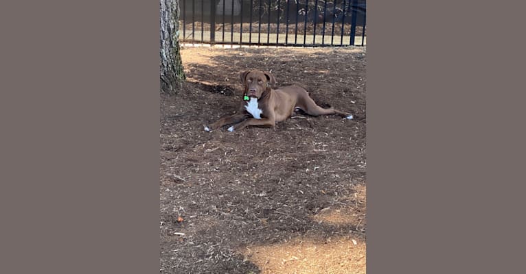 Photo of Bubbles, a Boxer, Labrador Retriever, and American Pit Bull Terrier mix in Tallahassee, Florida, USA