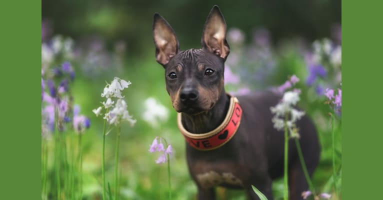 Caria, an American Hairless Terrier tested with EmbarkVet.com
