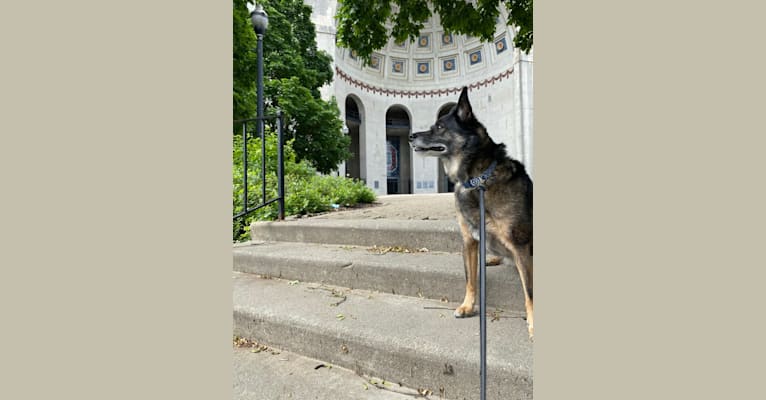 Brutus, a Norwegian Elkhound and Australian Cattle Dog mix tested with EmbarkVet.com