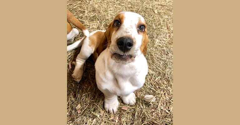 benton basset hound