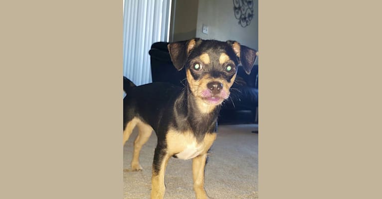 Sophie, a Chihuahua and Shih Tzu mix tested with EmbarkVet.com