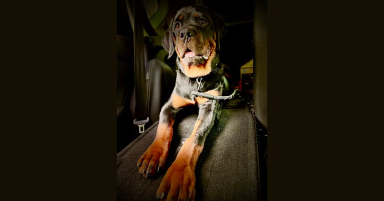 Chompy, a Rottweiler tested with EmbarkVet.com