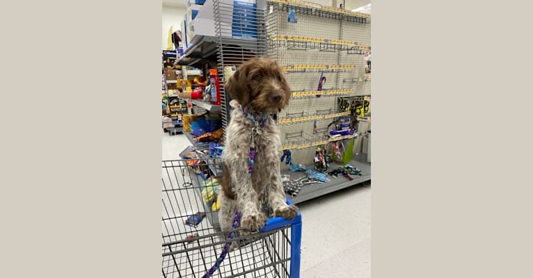 Olive, a Poodle (Standard) and Wirehaired Pointing Griffon mix tested with EmbarkVet.com
