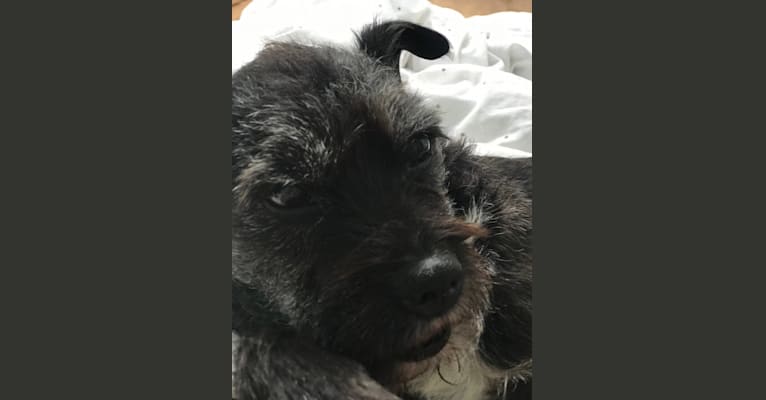 dante, a Boston Terrier and Miniature Schnauzer mix tested with EmbarkVet.com