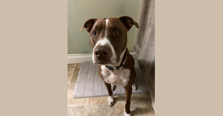 American staffordshire terrier pointer mix clearance
