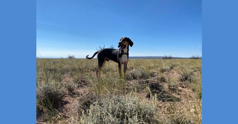 Huey, a Bluetick Coonhound and Treeing Walker Coonhound mix tested with EmbarkVet.com