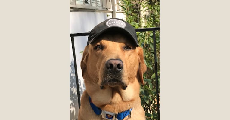 Dude, a Labrador Retriever tested with EmbarkVet.com