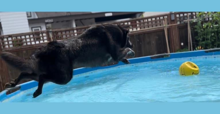 Guinness, a Labrador Retriever and Australian Cattle Dog mix tested with EmbarkVet.com