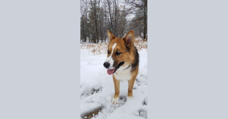 Anderson, a Siberian Husky and Australian Cattle Dog mix tested with EmbarkVet.com