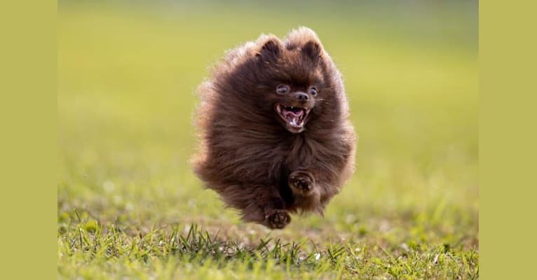 Cappie, a Pomeranian tested with EmbarkVet.com