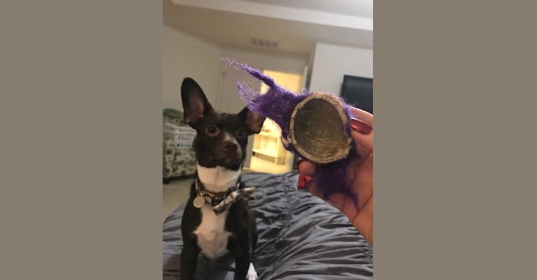 Indy, a Chihuahua and Cocker Spaniel mix tested with EmbarkVet.com