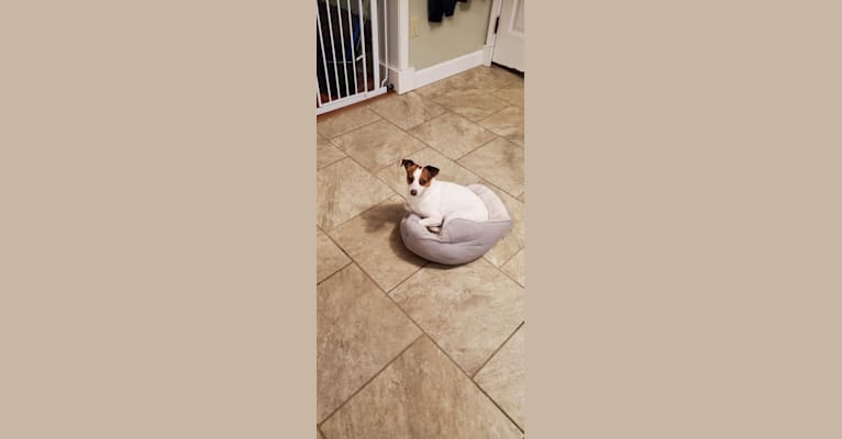 Ellie, a Chihuahua and Pomeranian mix tested with EmbarkVet.com