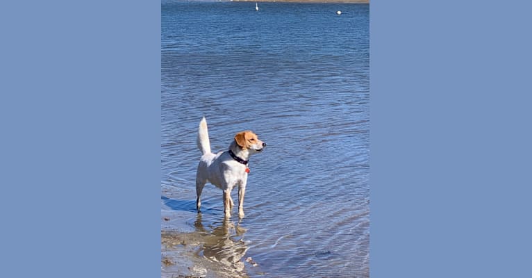 Bodie, an Australian Cattle Dog and Beagle mix tested with EmbarkVet.com