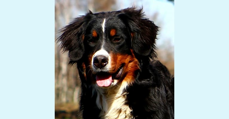 Abby, a Bernese Mountain Dog tested with EmbarkVet.com