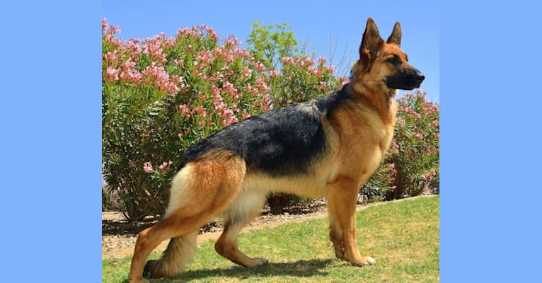 Photo of Nyra, a German Shepherd Dog  in Maricopa, AZ, USA