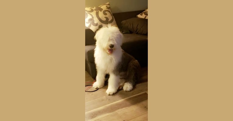 Photo of Russell, an Old English Sheepdog  in Molalla, OR, USA