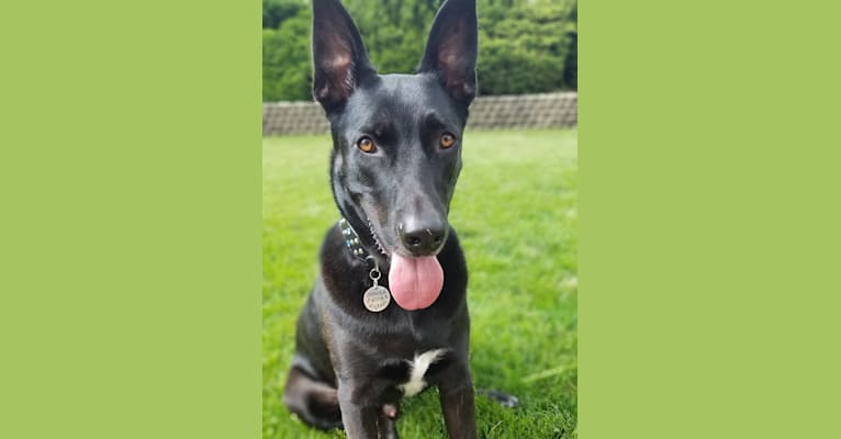 Photo of Rowan, a German Shepherd Dog and American Pit Bull Terrier mix in Romeoville, Illinois, USA