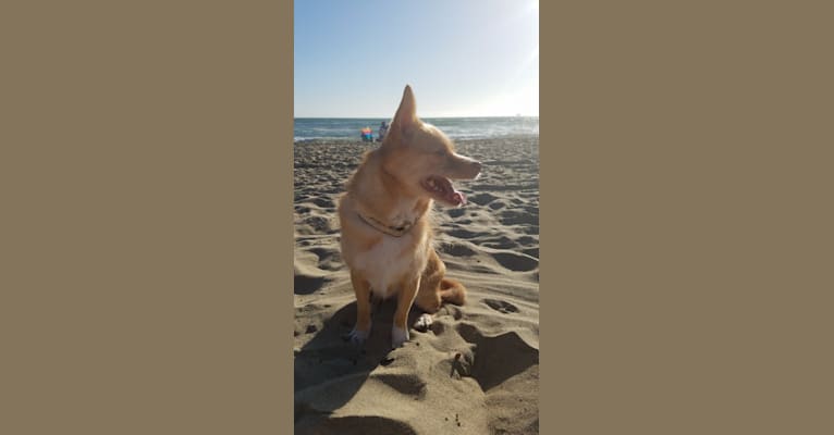 Lexie, a Pomeranian and Chihuahua mix tested with EmbarkVet.com