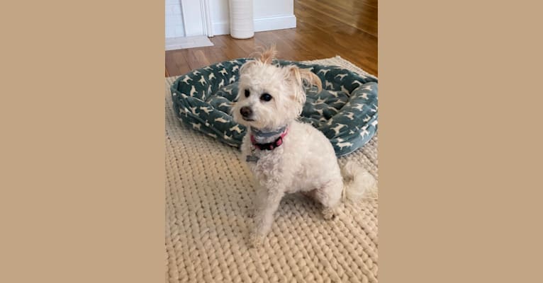 Photo of Buca, a Poodle (Small), Pekingese, and Mixed mix in Massachusetts, USA