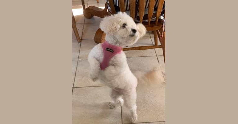 Sherry, a Poodle (Small) tested with EmbarkVet.com