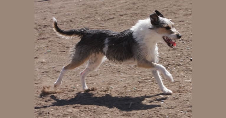 Photo of Try, a Border Collie, Whippet, Russell-type Terrier, Border Terrier, and Staffordshire Bull Terrier mix in Pahrump, NV, USA