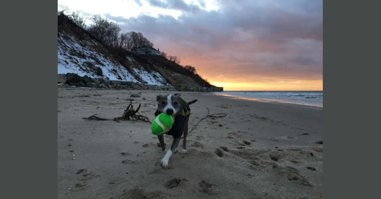Rocko, an American Pit Bull Terrier tested with EmbarkVet.com