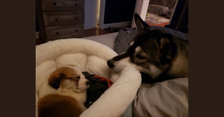 Harper, a Siberian Husky and German Shepherd Dog mix tested with EmbarkVet.com
