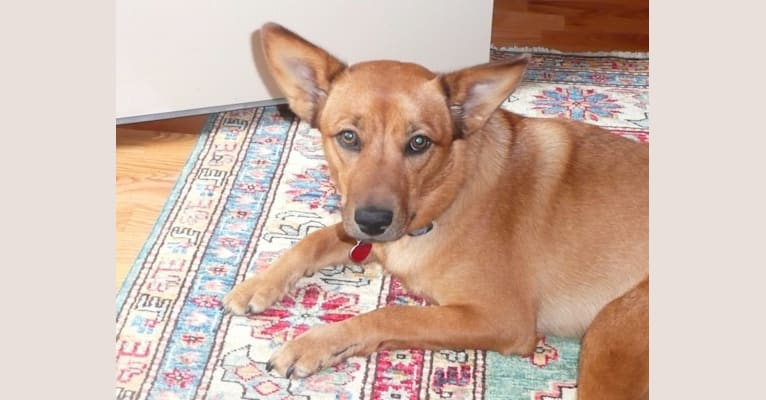 Scotchie, a Siberian Husky and German Shepherd Dog mix tested with EmbarkVet.com