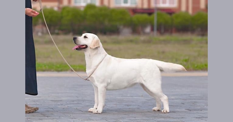 yuna, a Labrador Retriever tested with EmbarkVet.com