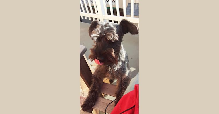Syd Knight, a Miniature Schnauzer and Poodle (Small) mix tested with EmbarkVet.com
