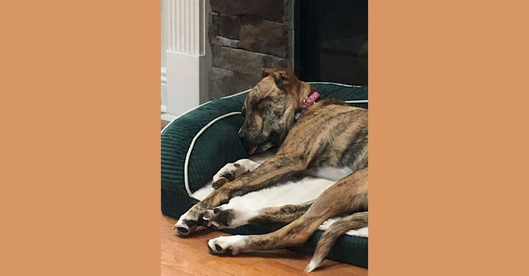 Aria, a Staffordshire Terrier and Cane Corso mix tested with EmbarkVet.com