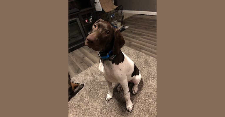 Wrangler, a German Shorthaired Pointer tested with EmbarkVet.com