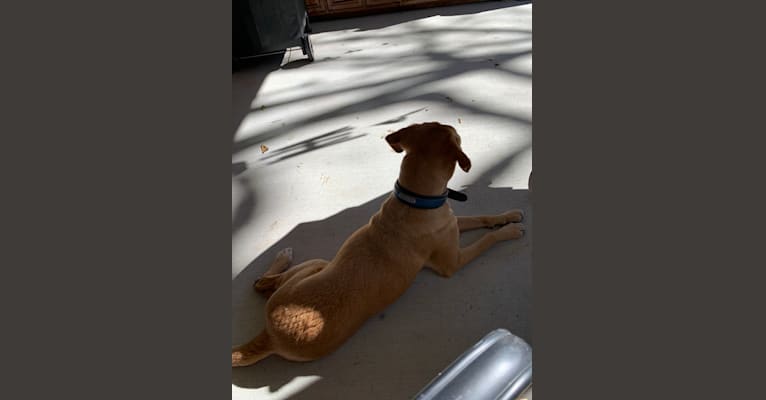 Buddy, a Labrador Retriever and Australian Kelpie mix tested with EmbarkVet.com